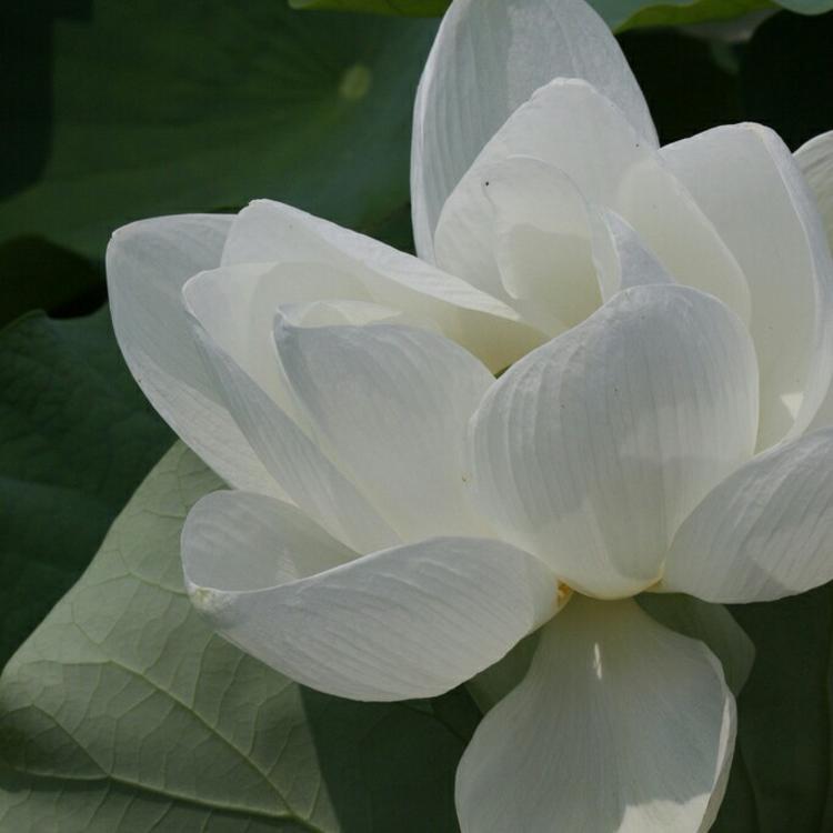雪代巴（身份：剑心前妻、OVA《追忆篇》核心角色） - 悬疑剧集完整在线观看 - APP看剧